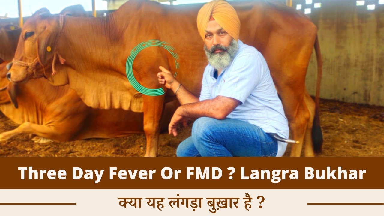 Three Day Fever or Three Day Sickness? Treatment for Cows