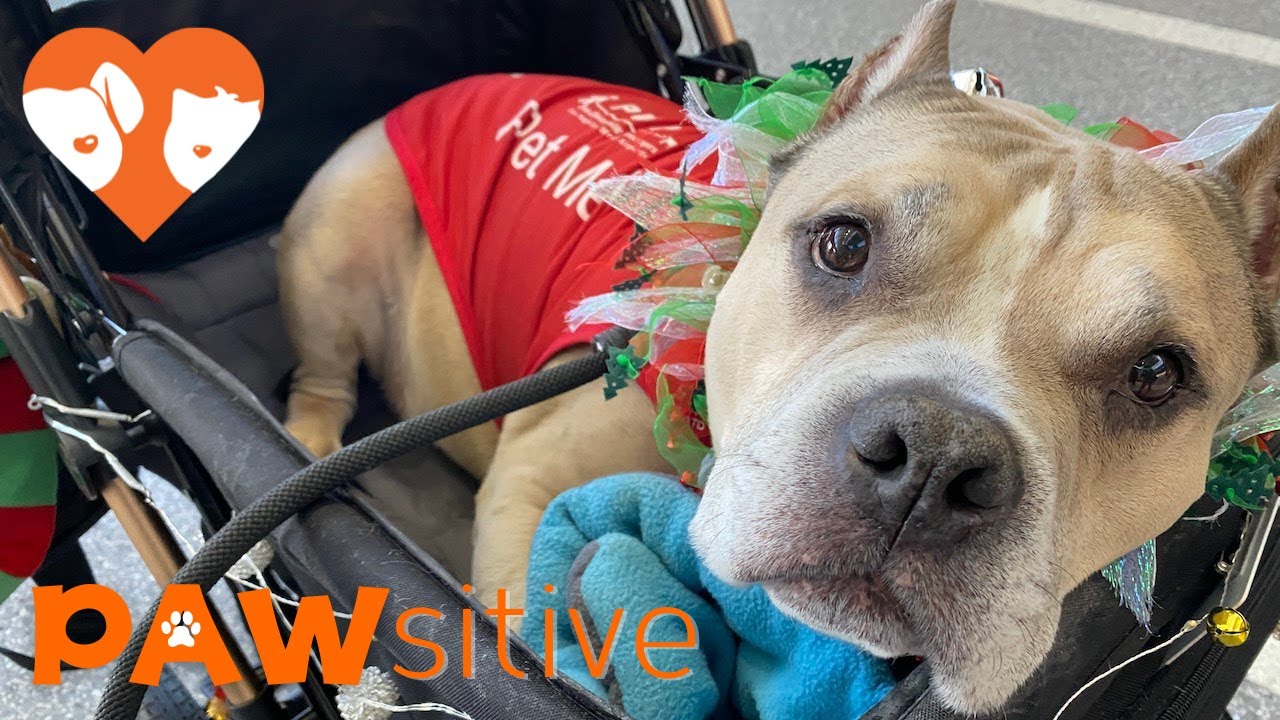 Adorable Airport Pups Make Flying a PAWsitive Experience | PAWsitive 🧡