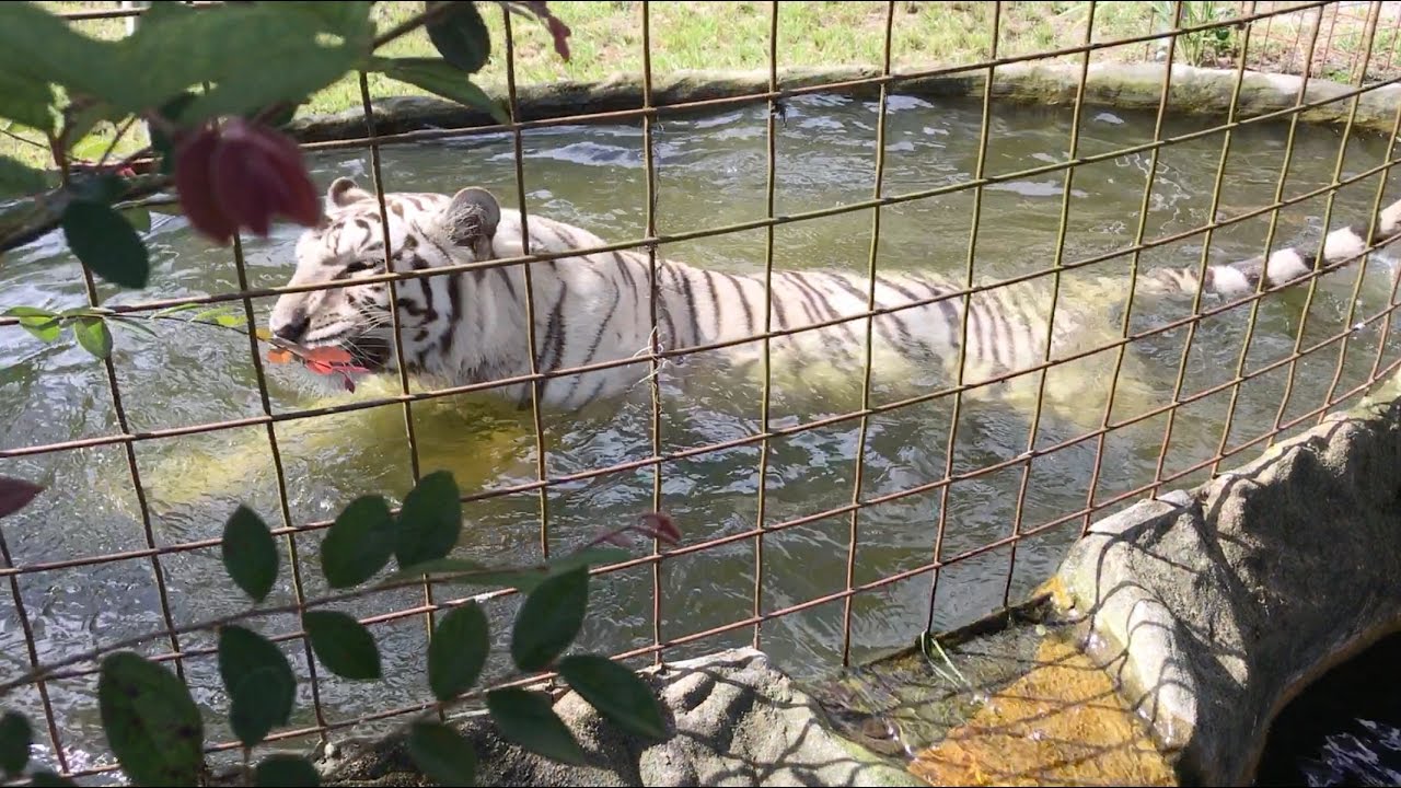Gale says Zabu Really Loves to Swim