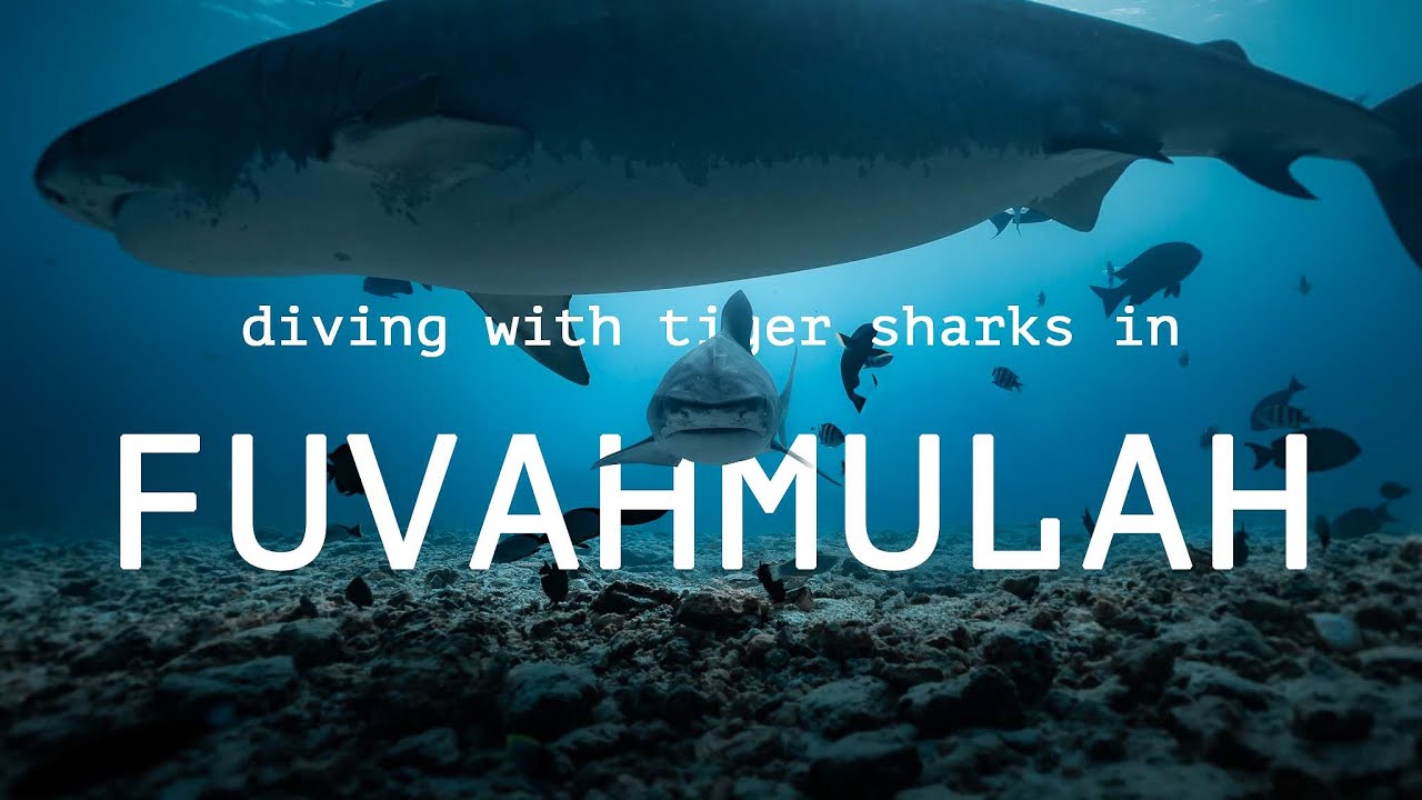 I Spent 5 Days Diving With Tiger Sharks in Fuvahmulah
