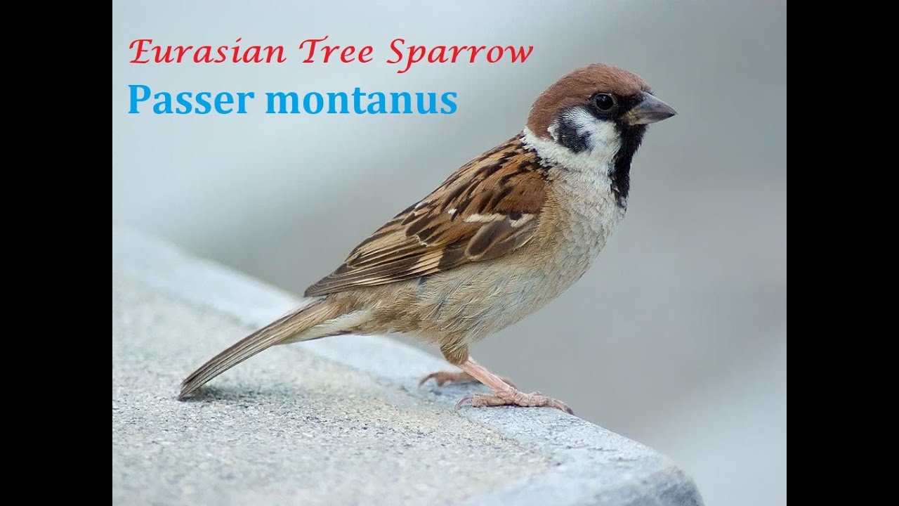 LEARN ABOUT BIRDS - Eurasian Tree Sparrow (Passer montanus) - BIRDING VIDEO WITH CANON SX60HS.