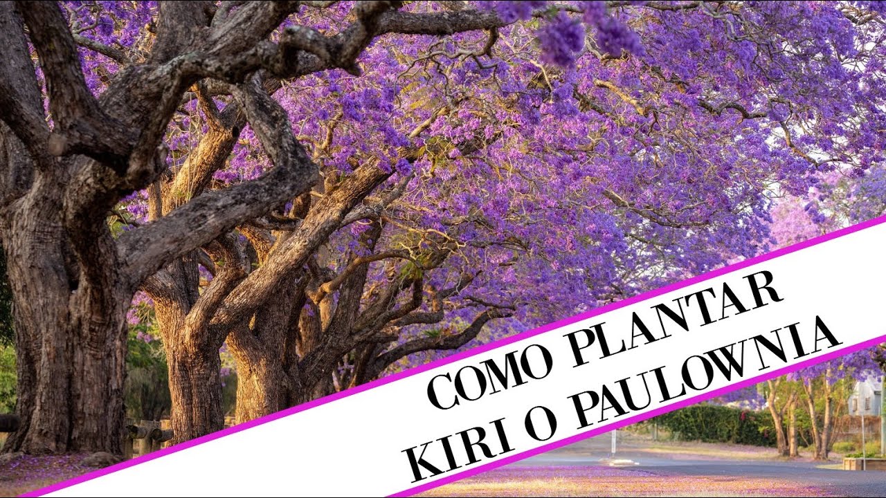 Planta el Árbol de Kiri | Paulownia, el Gigante de Crecimiento Rápido