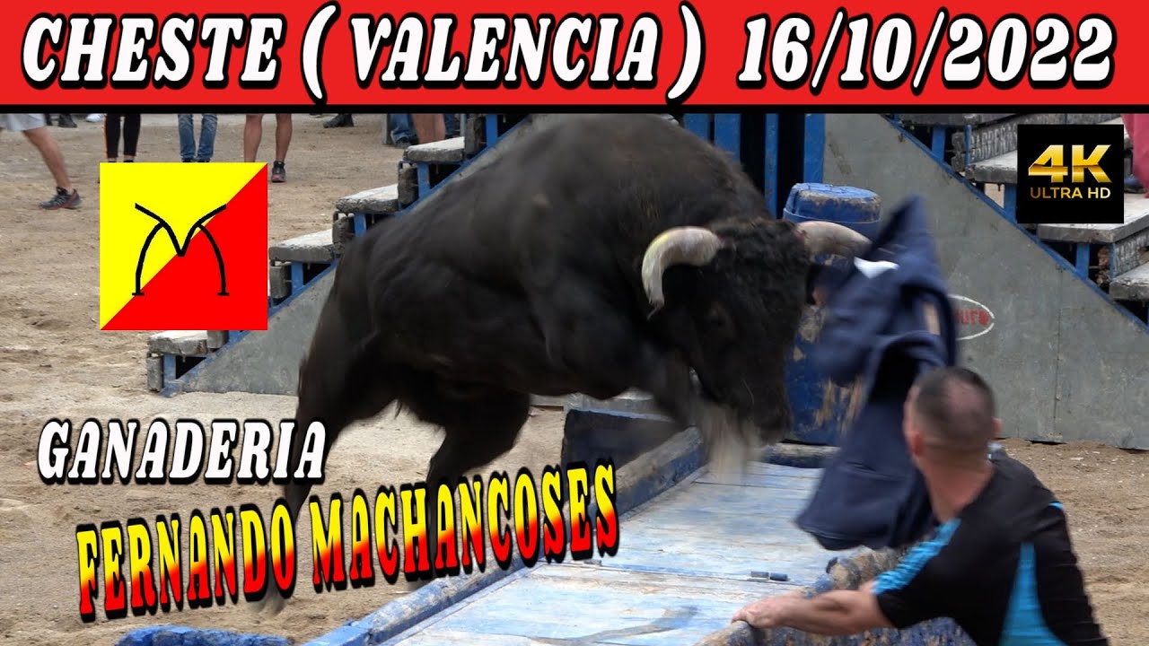 ✅CHESTE 16/10/2022 FERNANDO MACHANCOSES