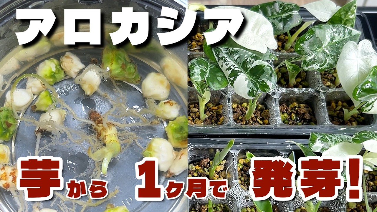 【アロカシア】芋から増やす方法！予想外…1ヶ月で爆速発芽！#006 | 観葉植物 | 増やし方 | alocasia corms