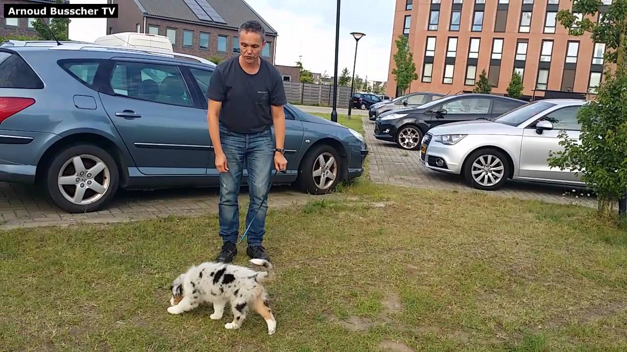 Zindelijkheidstraining - Puppy Cursus Hondenspecialist Arnoud Busscher