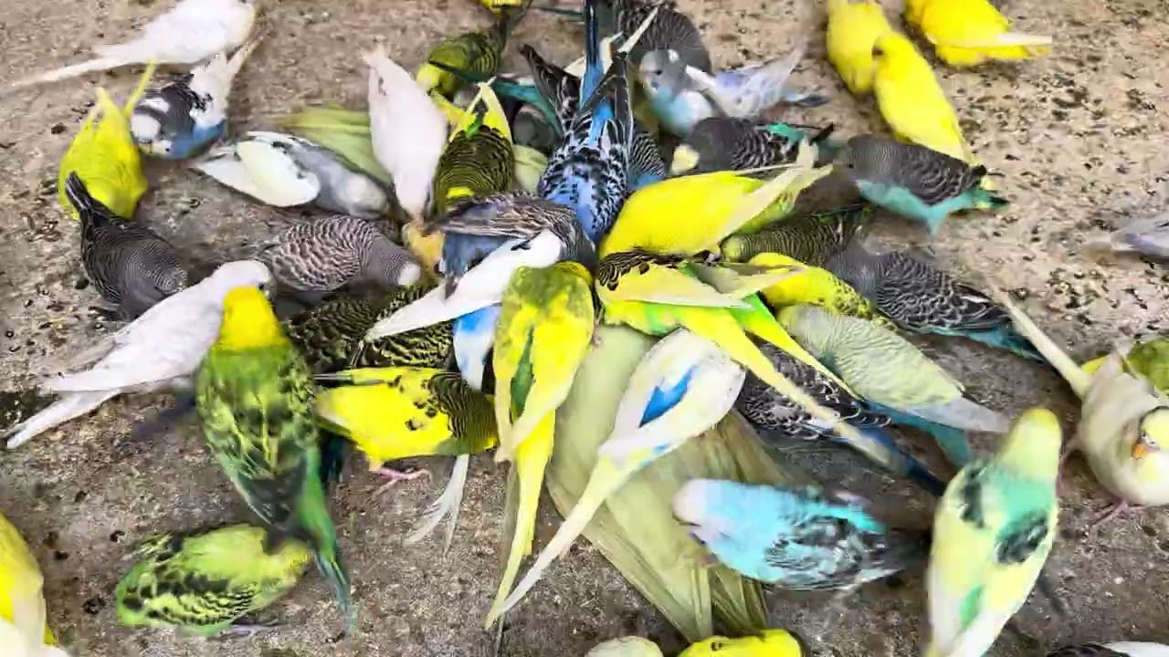 🐣 Baby Budgies Growing Up So Fast! 🏡 Building the Perfect Budgie Paradise!