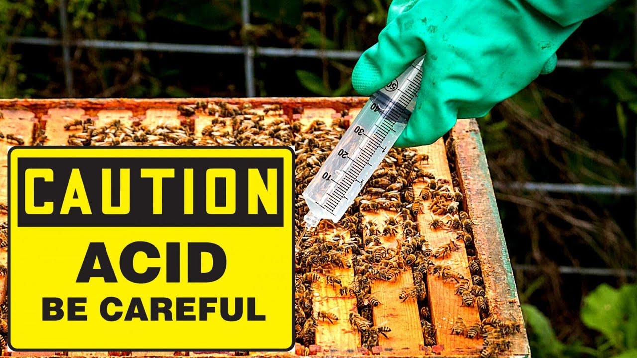 Easy Way to Use Formic Acid to Treat Varroa Mites - 2021