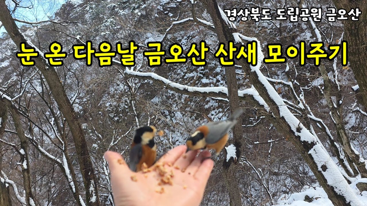 [4K 2분] 눈 온 다음날 금오산 산새 모이주기 #새멍 