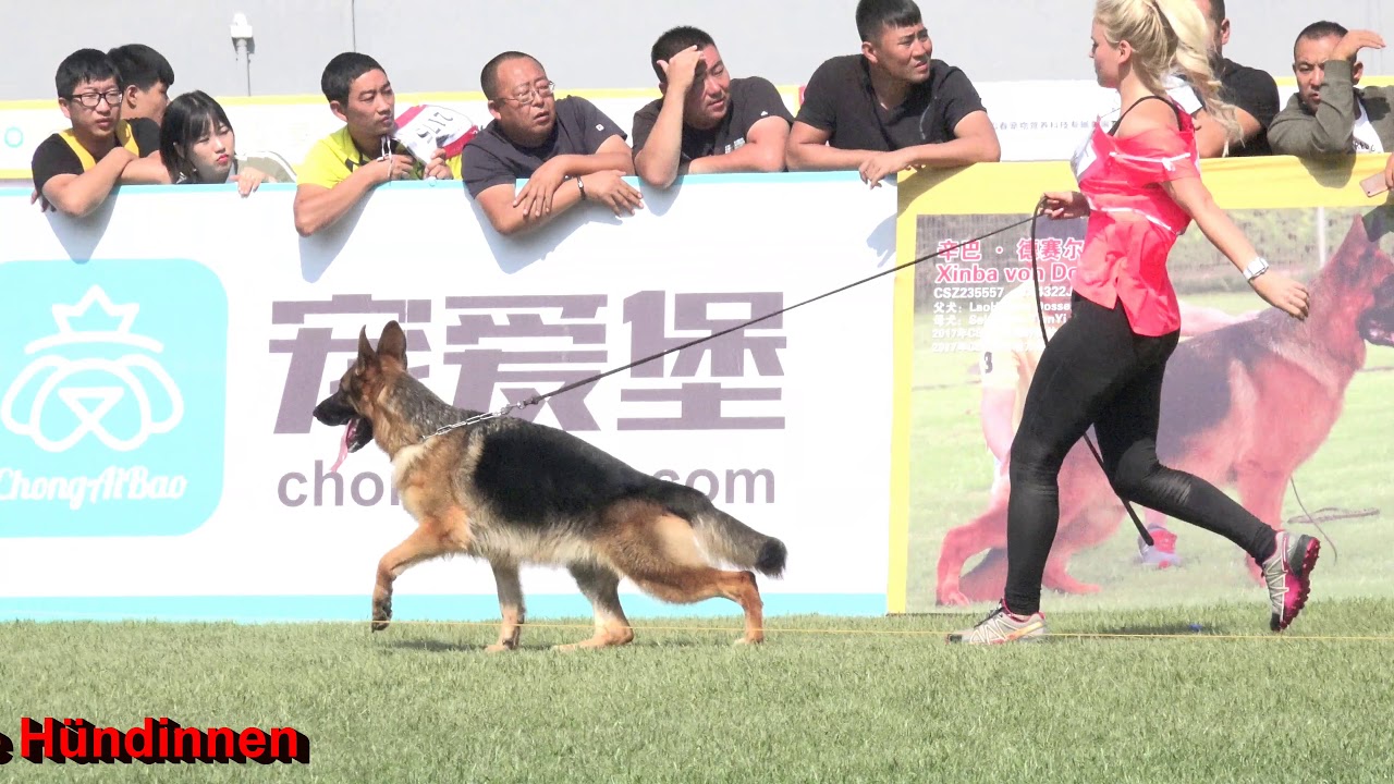 2017 CSV SUPERIOR BREEDING SHOW - JHKL Hündinnen