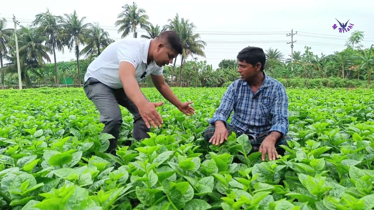আধুনিক পদ্ধতিতে পুইশাক চাষ। কম, খরচ এবং কম পরিচর্যায় লাভজনক সবজি পুইশাক।
