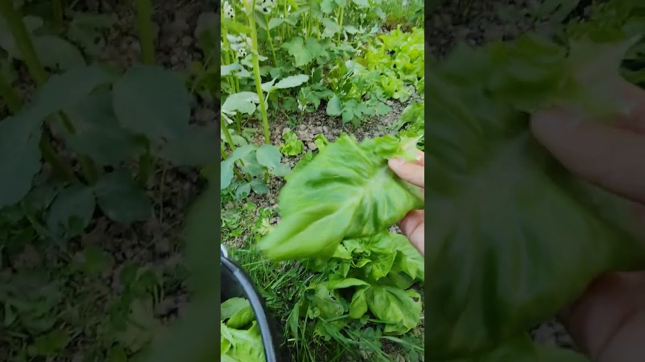 jour 3 défi des 500 kg de légumes !!