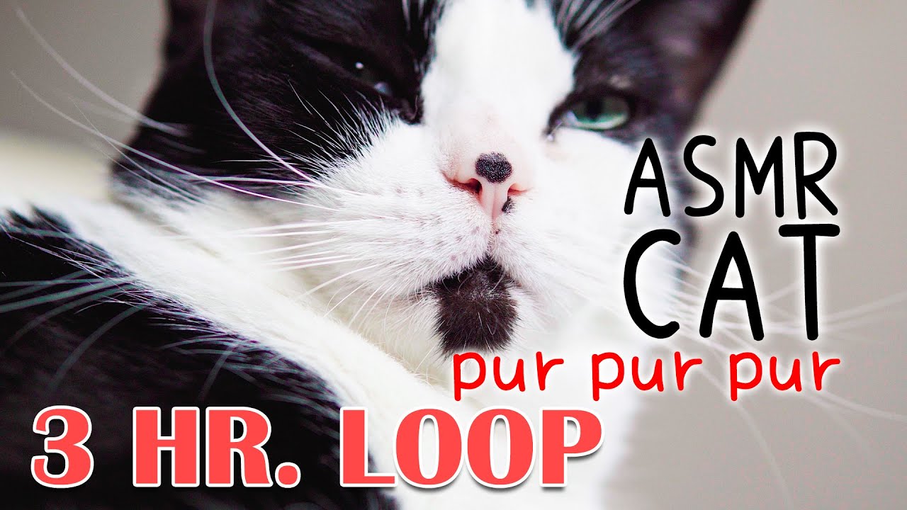 🎧 ASMR Cat Purring #2 (3 HOUR LOOP)
