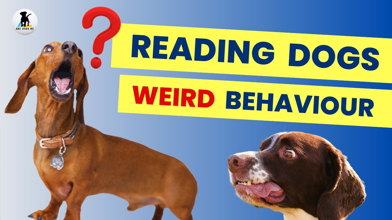Displacement behaviours in dogs.