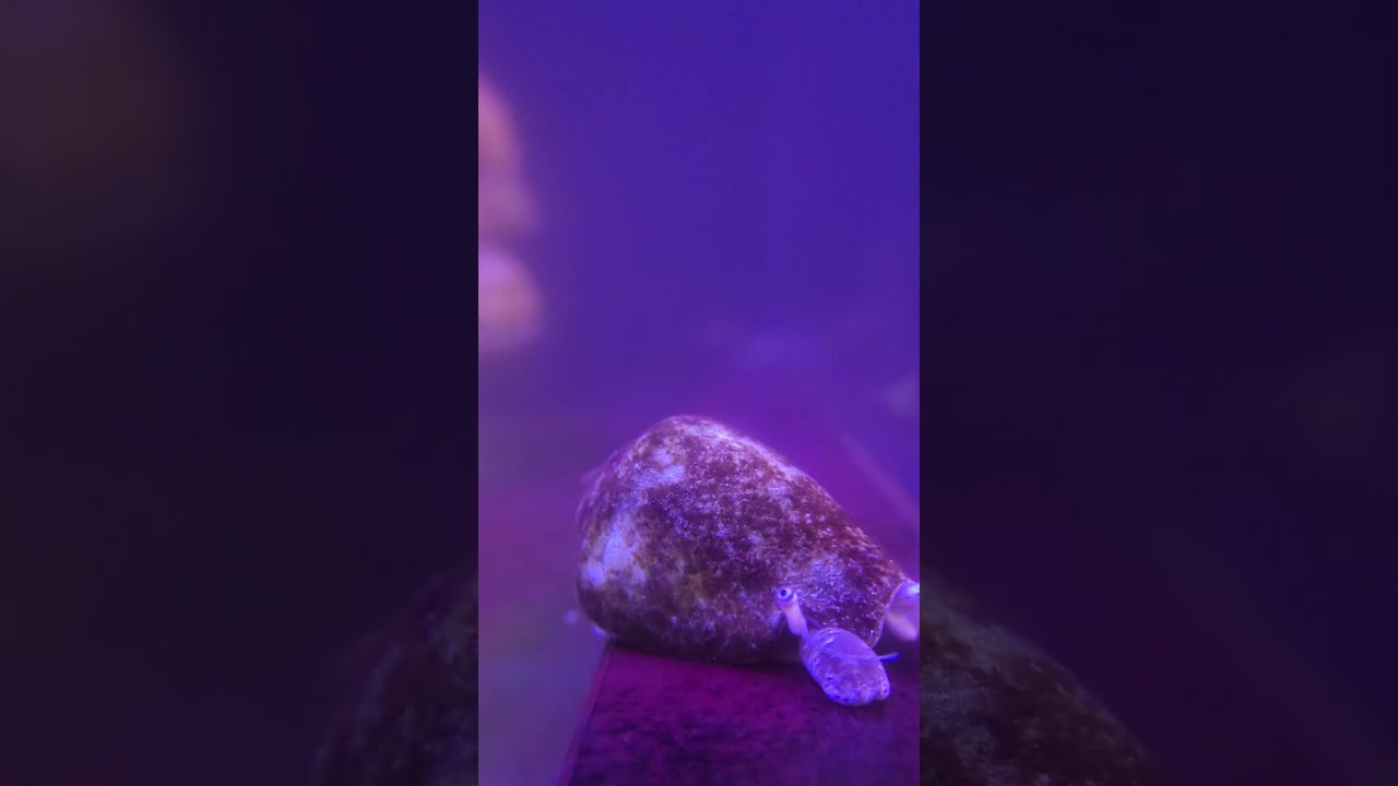 Micro Close Up of Conus geographus