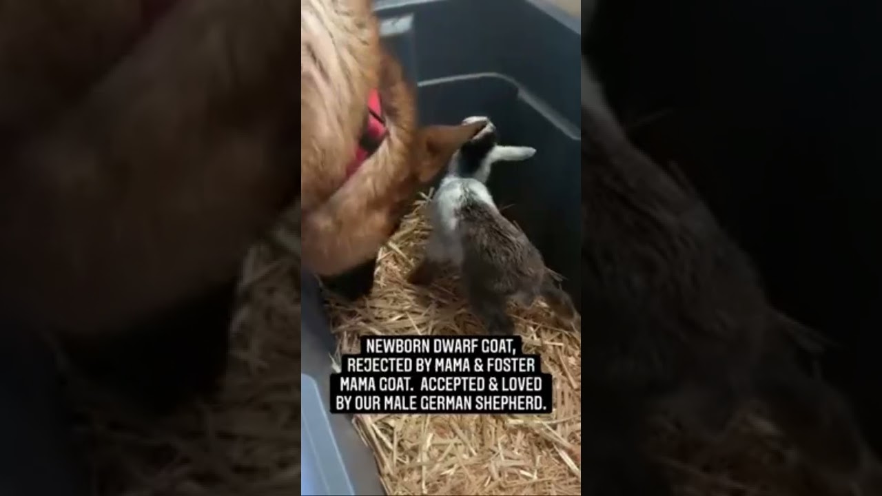 Newborn dwarf goat, rejected by mama & foster mama goat. #farmlife #babygoats #newborngoat
