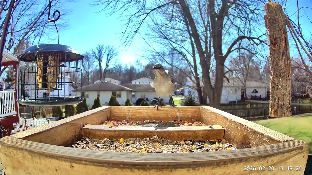 Northern Mockingbird vs. Suet Cage