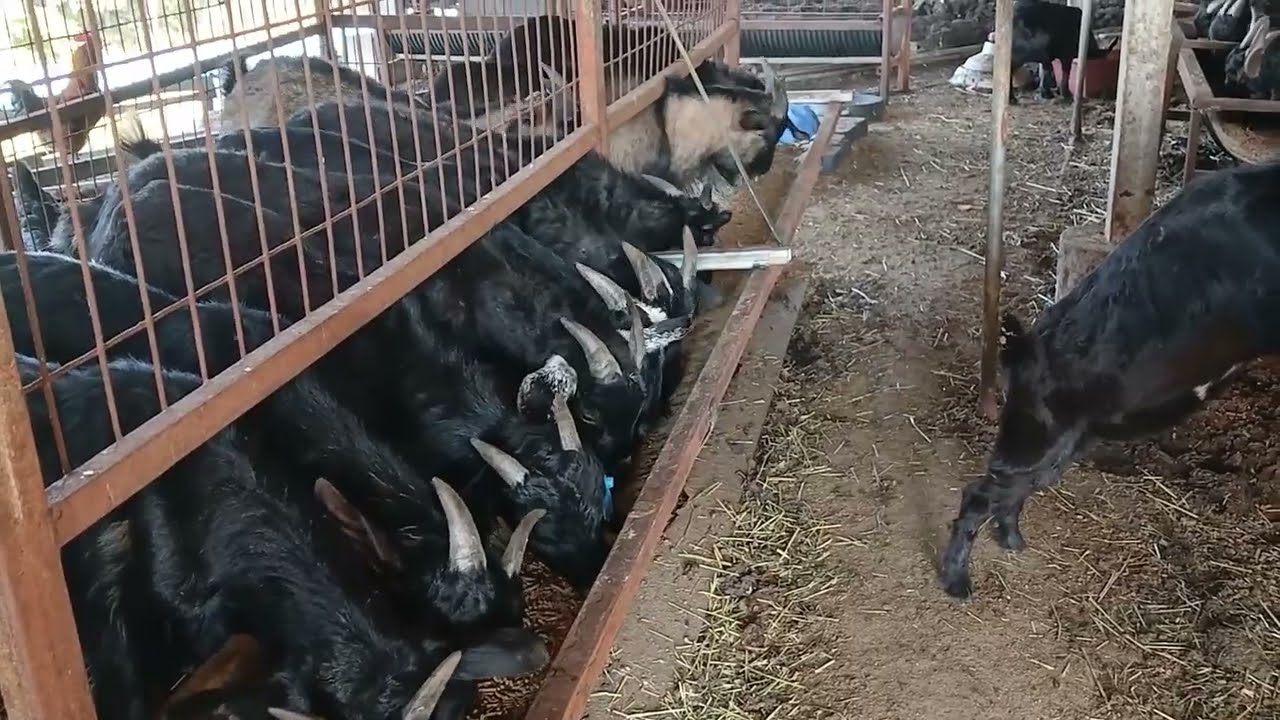귀농후 염소 1년이상 사육중에도 수입(매출)없는 분들 참고하세요(소규모 염소 사육중인 분들도)
