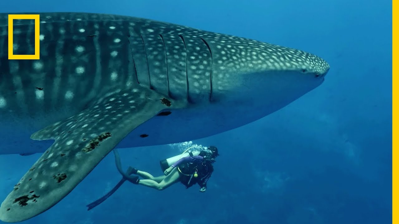 Le requin-baleine, plus grand poisson au monde
