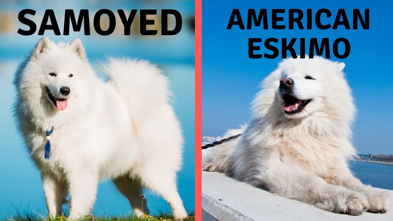 Samoyed Vs American Eskimo