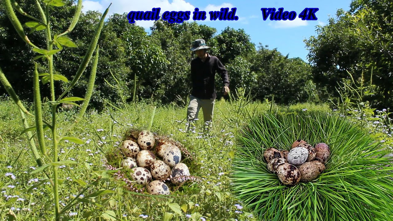 survival life, finding quail egg in wild. easy to find quail eggs in the forest. Travel find egg.