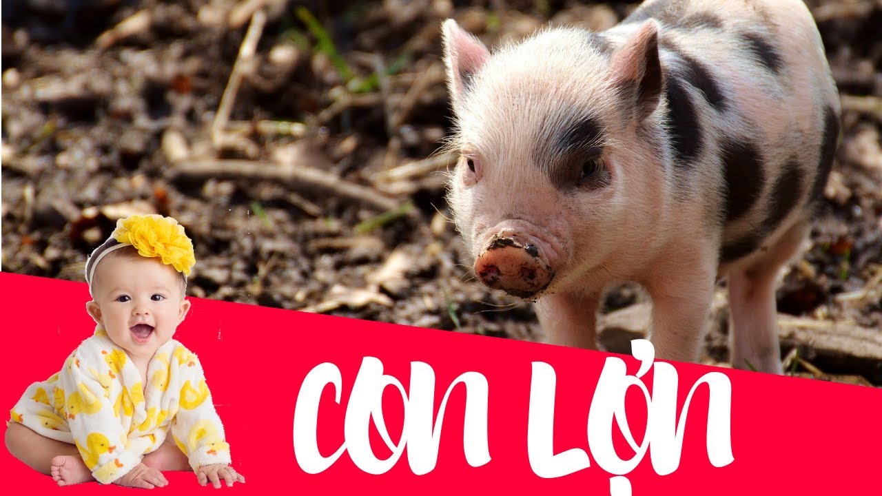 Dạy b&eacute; học con lợn | Dạy em b&eacute; tập n&oacute;i t&ecirc;n v&agrave; hoạt động c&aacute;c con vật