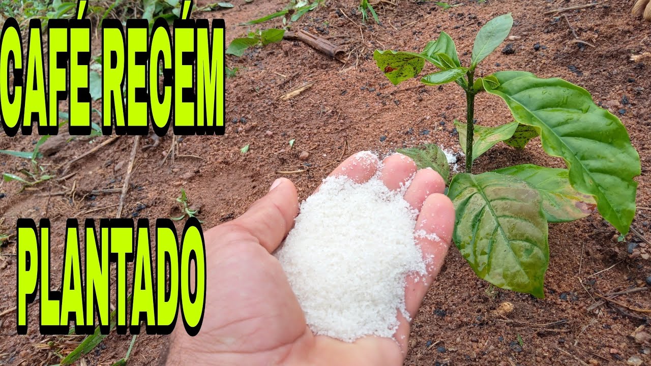 FAZENDO A PRIMEIRA ADUBAÇÃO EM CAFÉ RECÉM PLANTADO