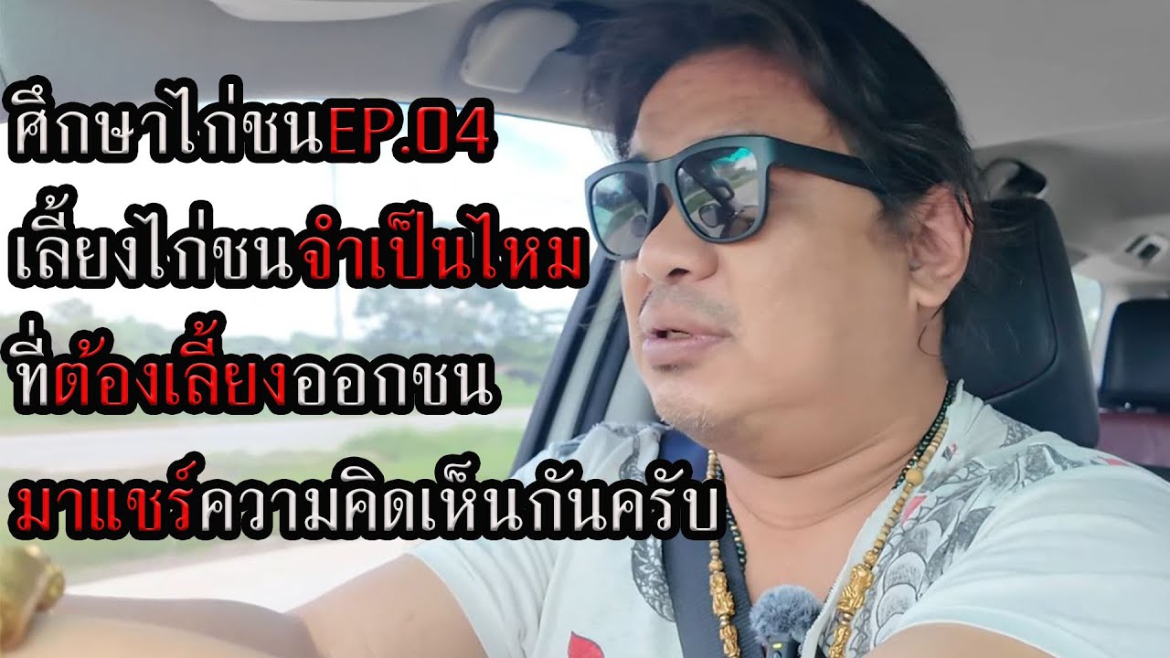 ศึกษาไก่ชนEP.04  เลี้ยงไก่ชนจำเป็นไหมต้องเลี้ยงออกชน แชร์ความคิดเห็นกันครับ