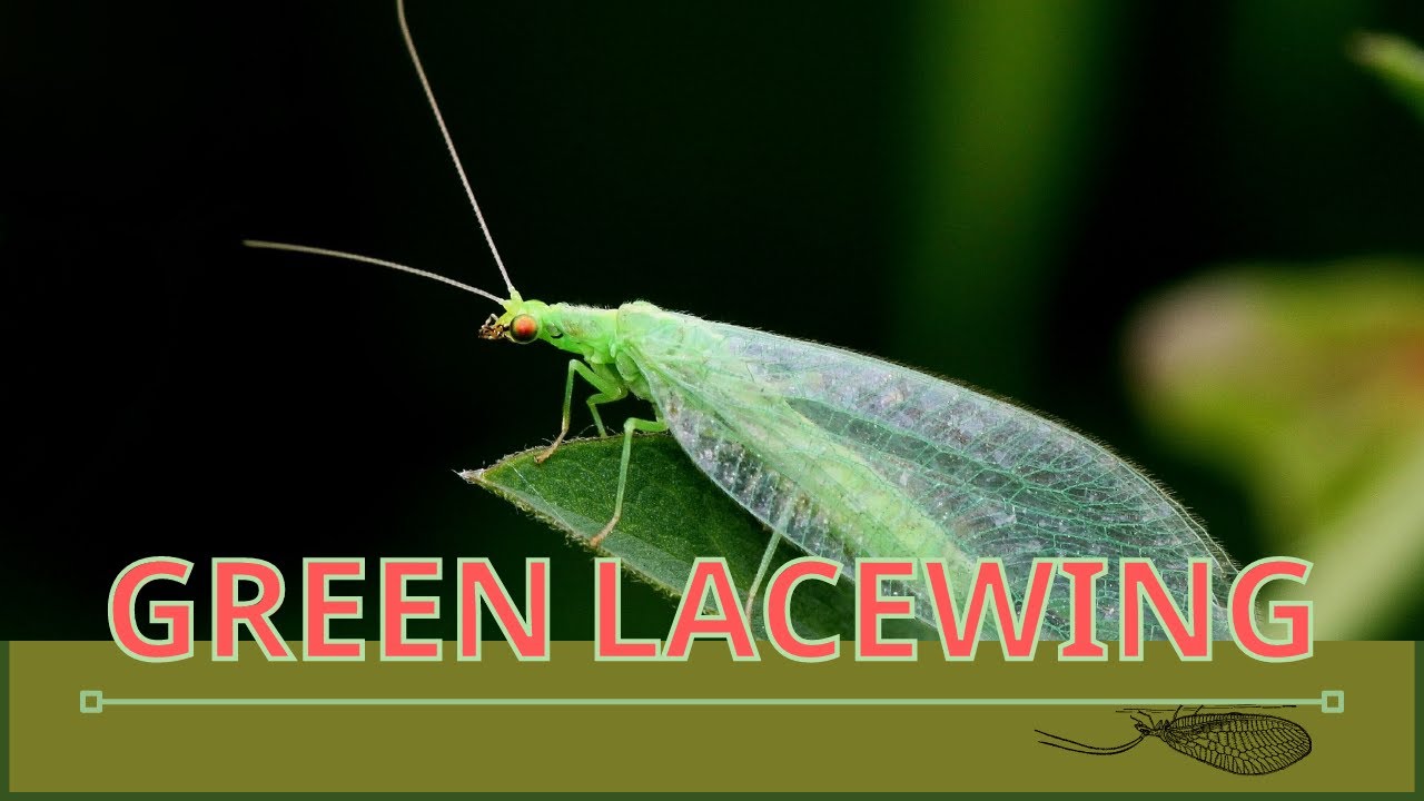 GREEN LACEWINGS Attracting and Information About Them! (Chrysopidae)