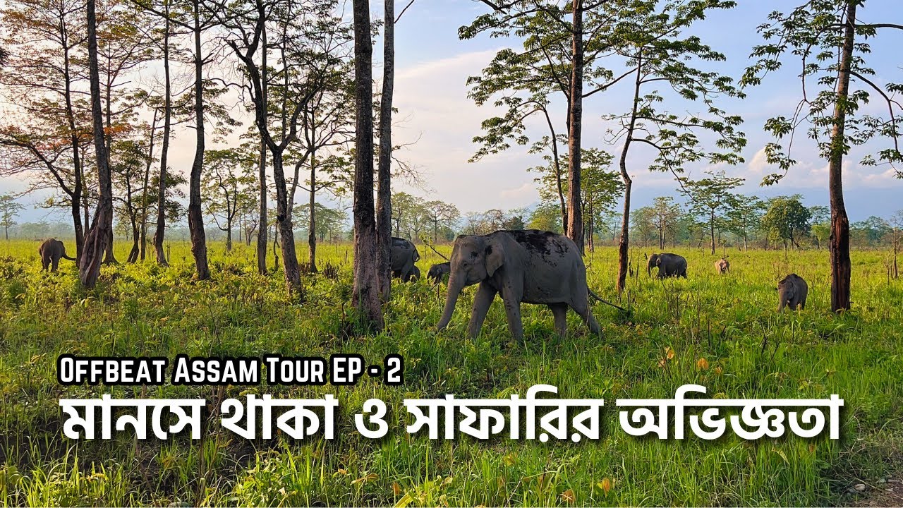 মানস জঙ্গলে সাফারির অভিজ্ঞতা | Safari Details | Manas Orchid Homestay | Offbeat Assam Tour | EP - 2