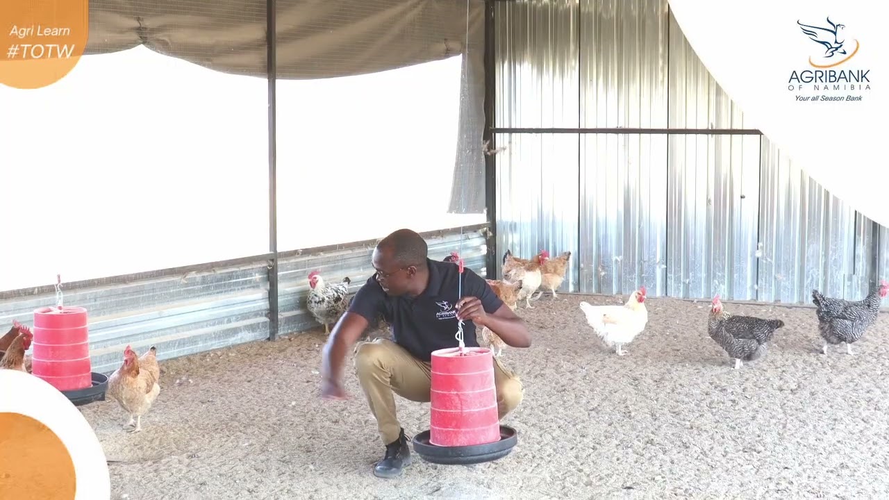 How to minimize feed wastage in poultry farming