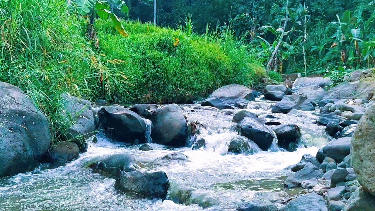 Forest River Flow for Mental Ease