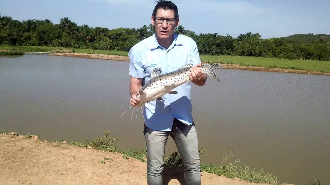Crescimento de Pintado Real - Água Boa/ MT - (Lisandro)