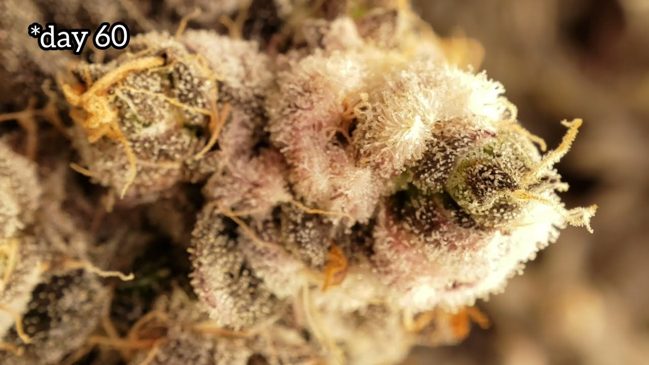 Harvest, trim, and cure. Gelly Biscuit and Don Mega F1 by Solfire Gardens at Dragon Farms