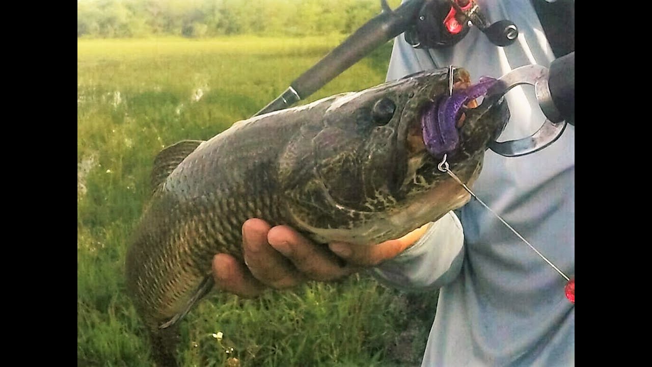 Pesca de traira x-frog monster 3x. Traira Isca Soft.