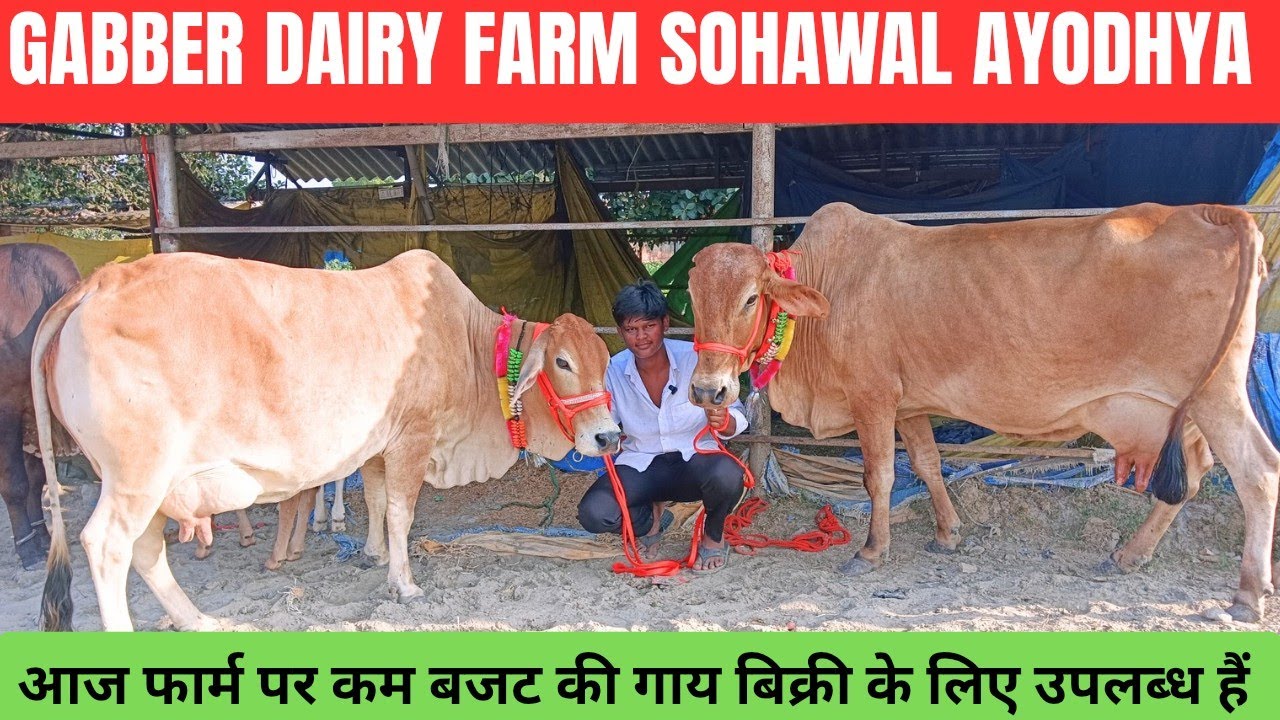 कम बजट की गाय लेने के लिए संपर्क करें,Gabbar Dairy Farm sohawal Ayodhya UP ।