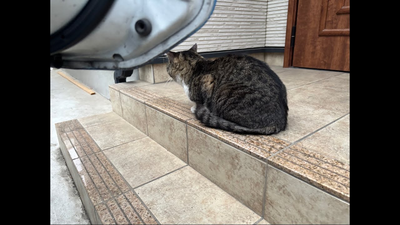 ドア当たらないように　そろっと｜0316（月）18：13～　Cat and gluttonous rabbit