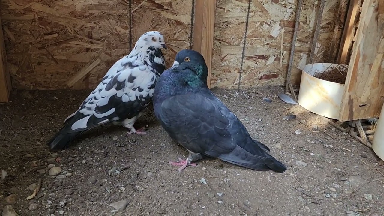 gaint runt and utility king pigeons