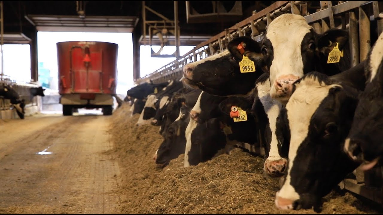 A short documentary about dairy farming in Central New York, 2020