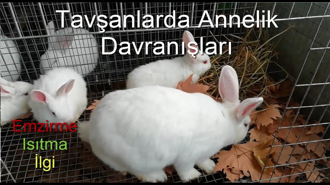 Tavşanlarda Annelik Davranışları