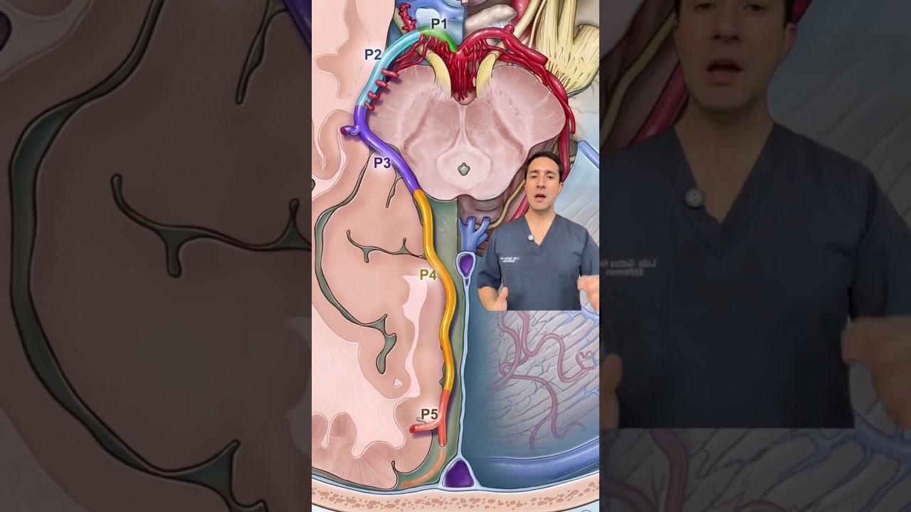 🔍 LaArteria cerebral posterior!  #capacitacion #educaci&oacute;n #doctor #anatomy #neurology #acv #otec