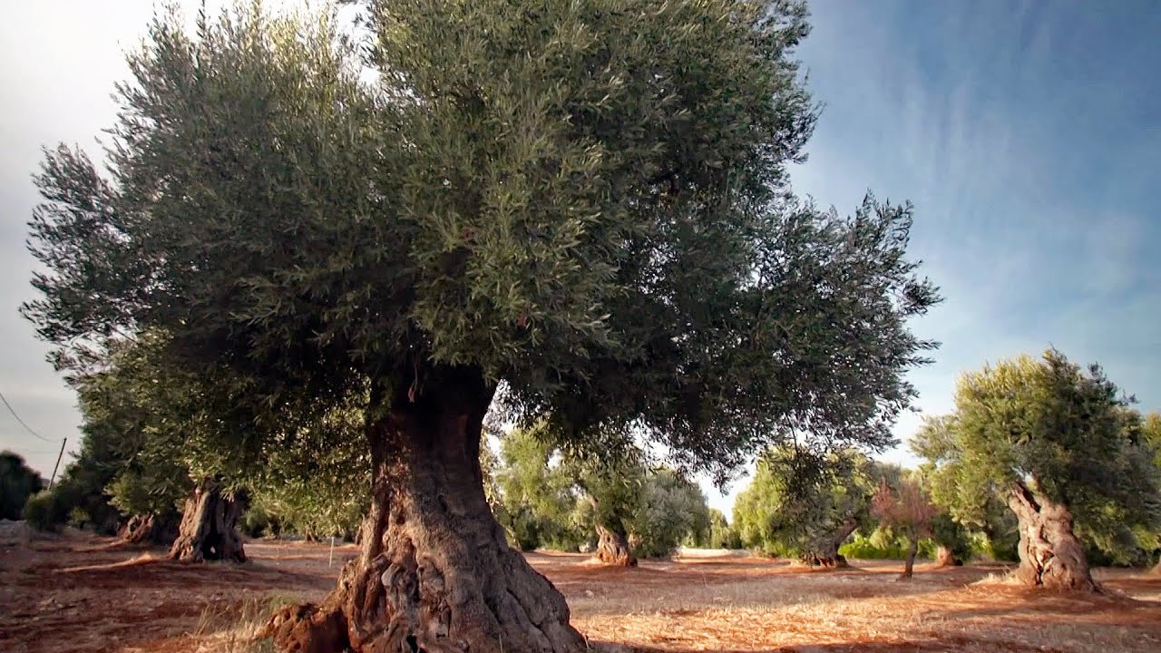 Italiens Olivenbäume in Gefahr: Killer-Bakterium breitet sich aus (SPIEGEL TV für ARTE Re:)
