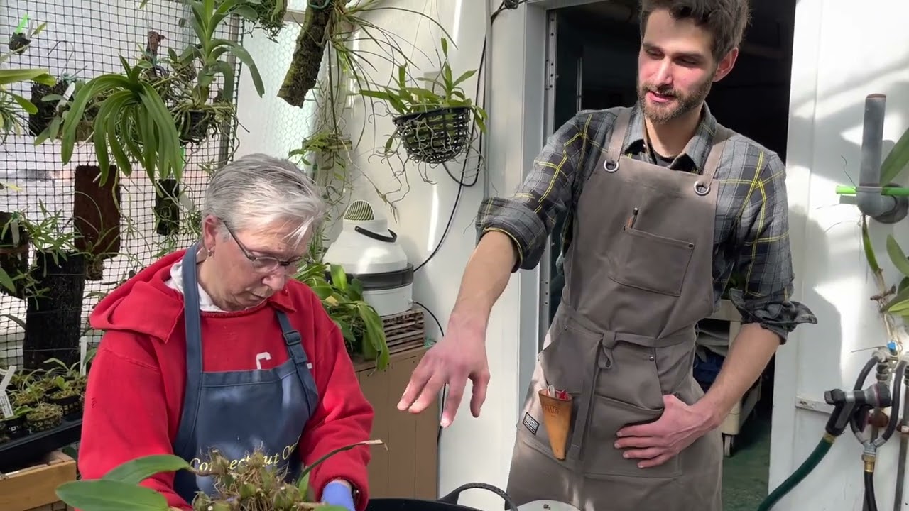 Orchid Repotting: Bulbophyllum part 1