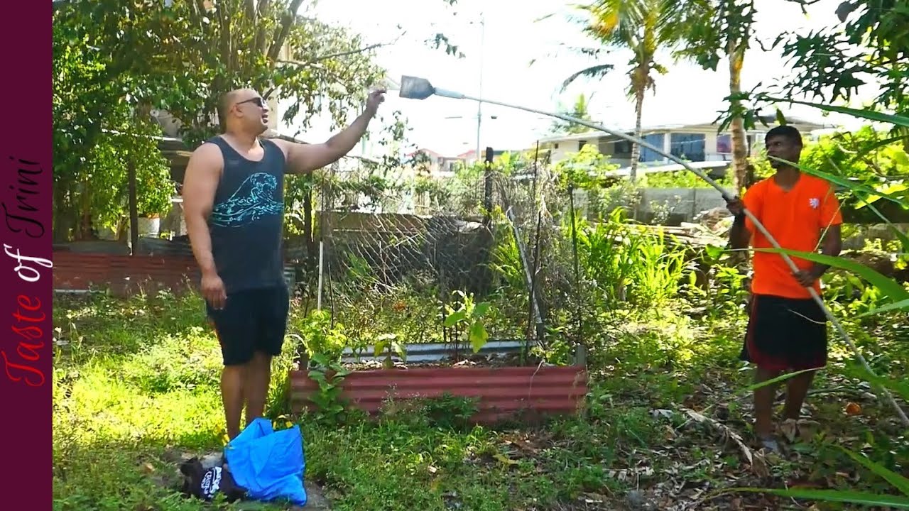 What Type of MANGO is This? | Vlog