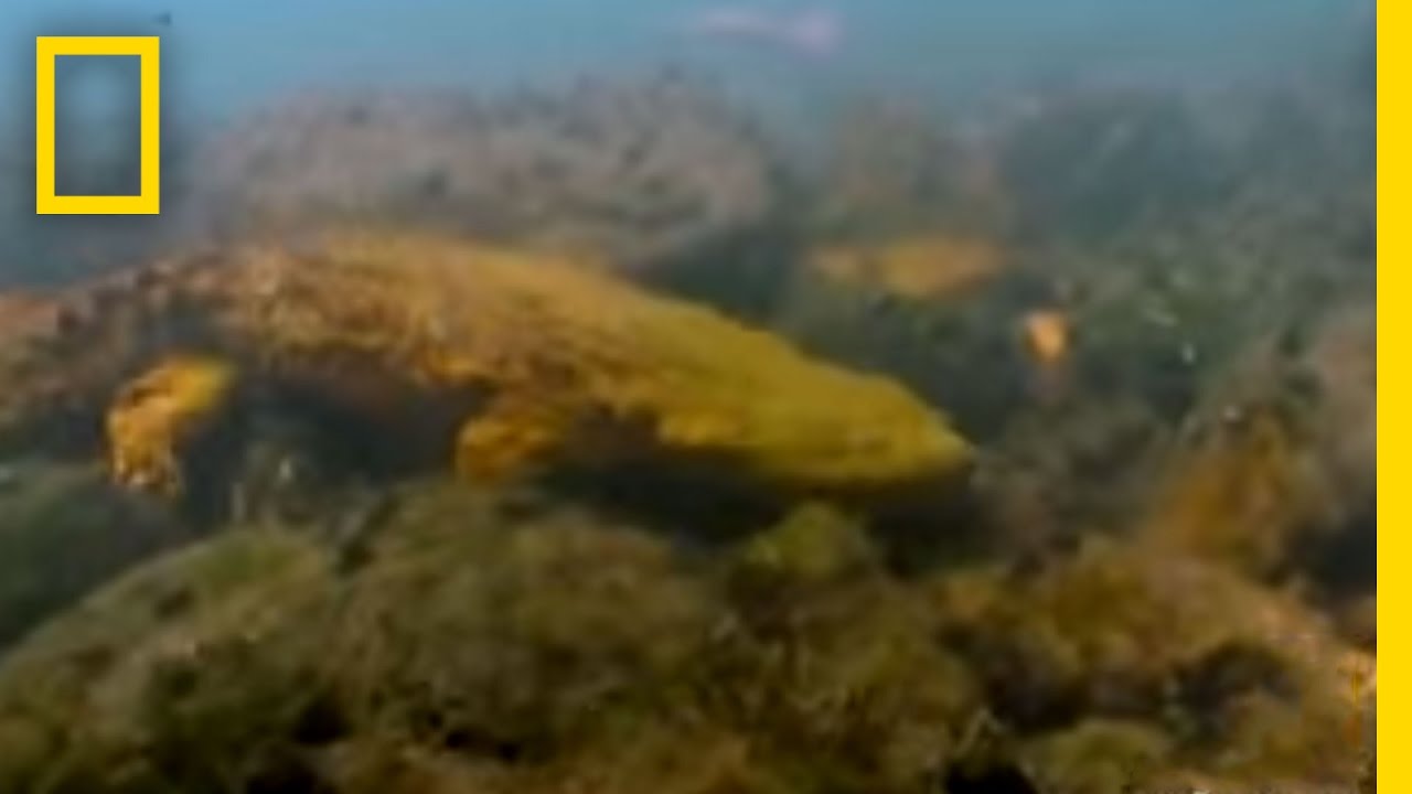 Kissing a Hellbender | National Geographic