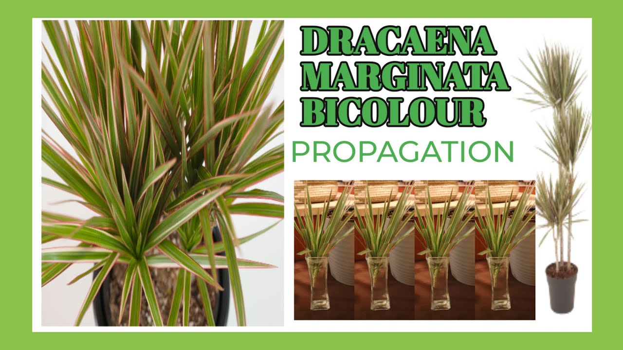 HOW TO GROW AND PROPAGATE DRACAENA MARGINATA BICOLOUR FROM CUTTING+ CARE TIPS #dracaenamarginatacare