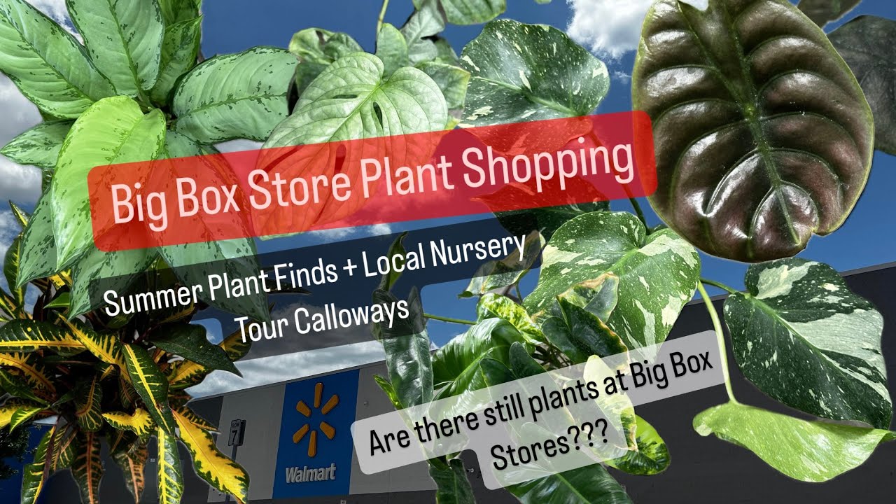 Big Box Store Plant Shopping Summer Plant Finds and Sales Local Nursery Plant Shop Tour Amazing