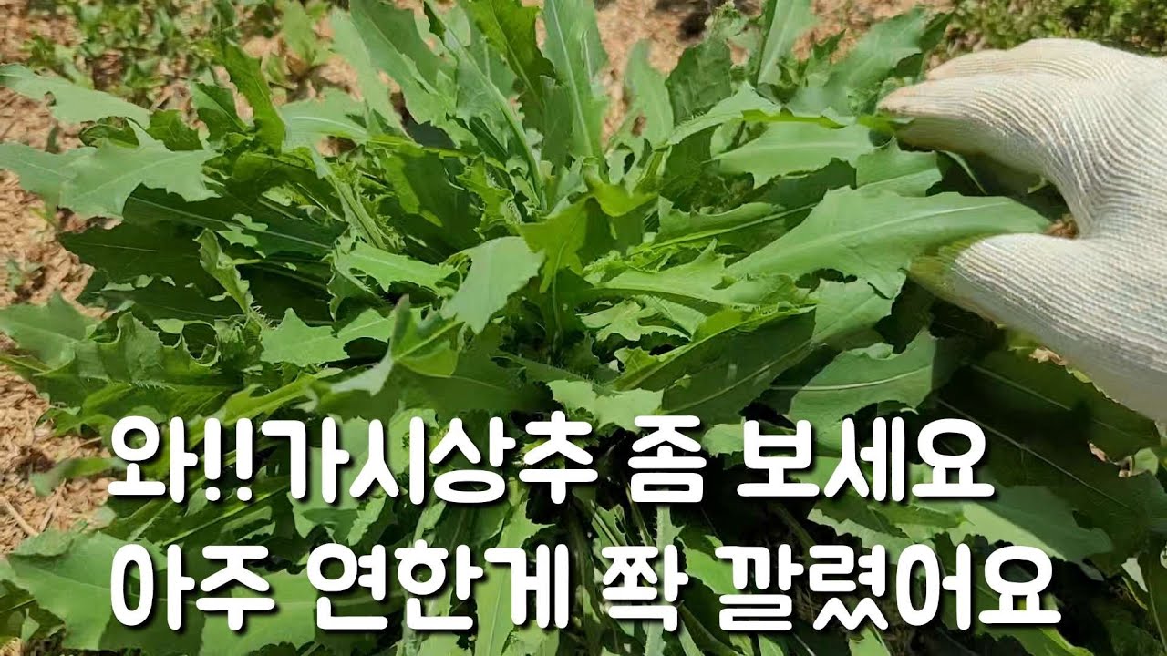 와 대박 가시상추가 너무 연한게 쫙 깔렸어요 작은엄마랑 김치합니다
