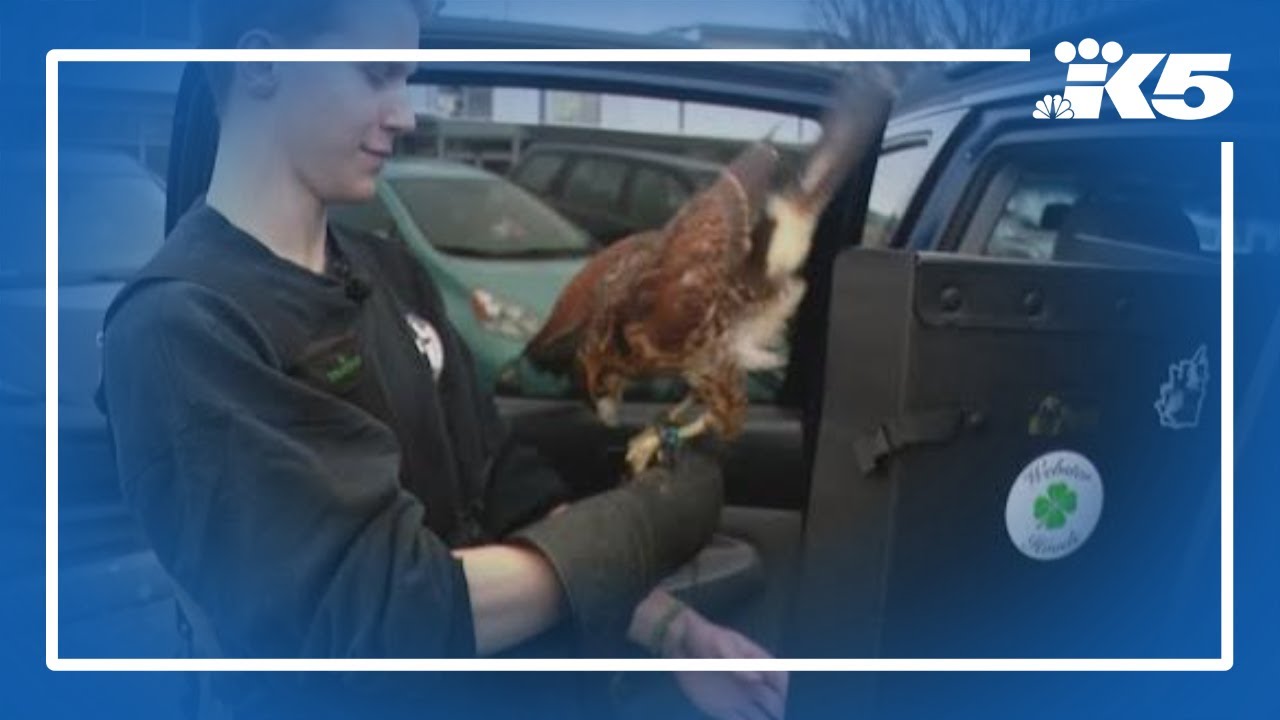 Hawks hired to chase Oak Harbor's seagulls out of town