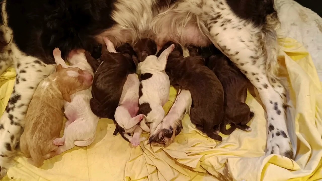 H-Wurf an der Milchbar