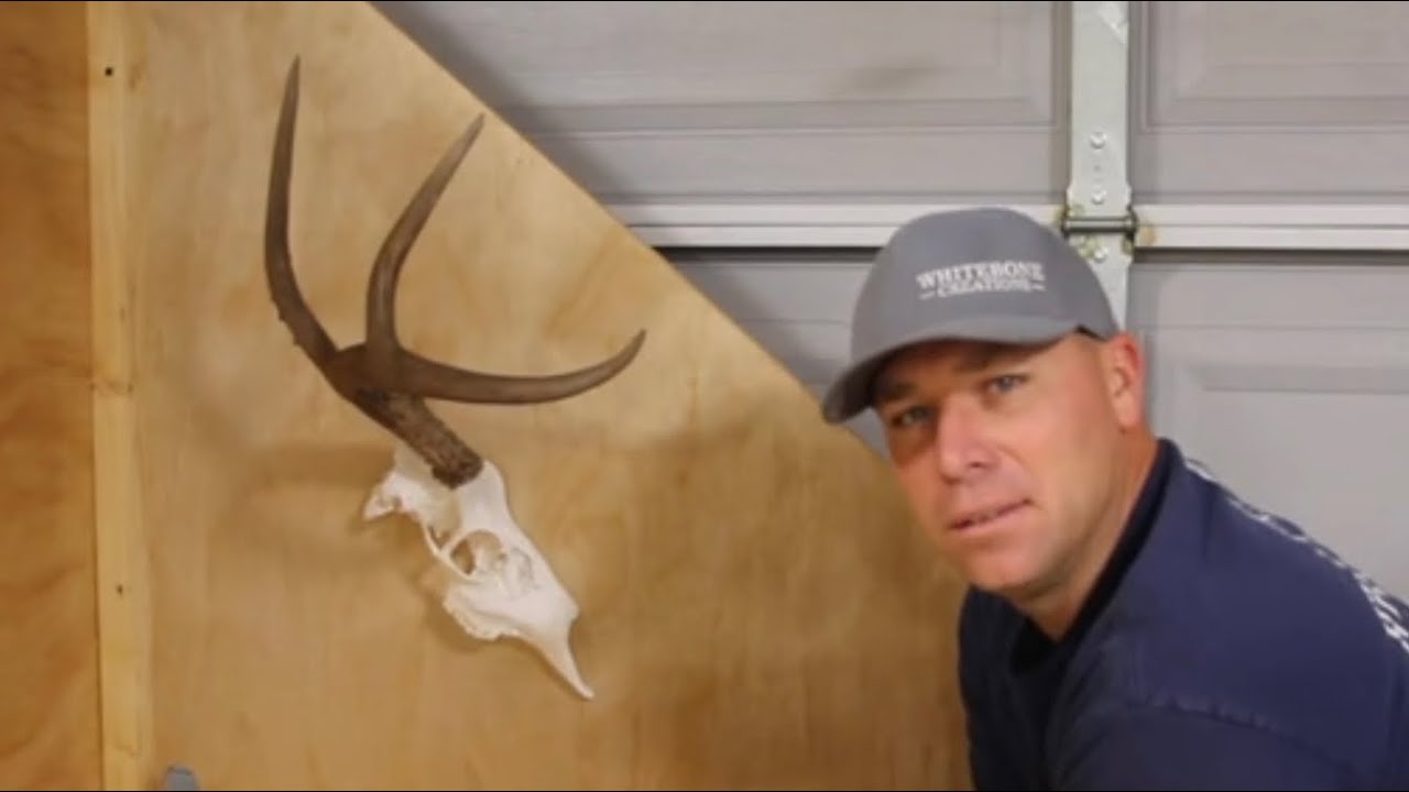 DEER SKULL HALF MOUNT PROJECT